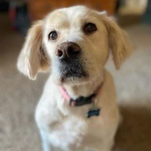 Meet your Posher, Robin